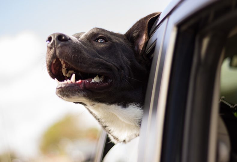 犬 車